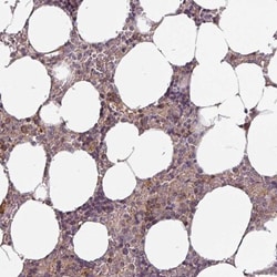 STAM-1 Antibody, Novus Biologicals 0.1mL; Unlabeled:Antibodies, Polyclonal