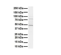 AMSH-LP Antibody, Novus Biologicals 100&mu;L; Unlabeled:Antibodies, Polyclonal