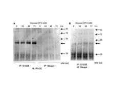 STAMP2/STEAP4 Antibody, Novus Biologicals 0.1mg; Unlabeled:Antibodies,