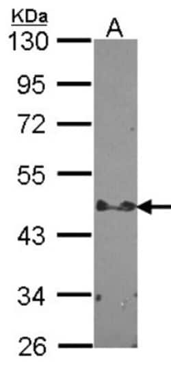 STAP2 Antibody, Novus Biologicals 0.1mg; Unlabeled:Antibodies, Polyclonal