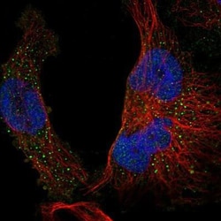 STAP2 Antibody, Novus Biologicals:Antibodies:Primary Antibodies