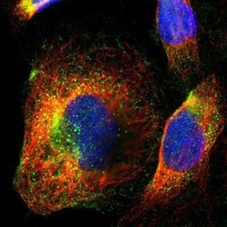 STAP2 Antibody, Novus Biologicals 0.1mL; Unlabeled:Antibodies, Polyclonal
