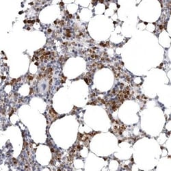 STAP2 Antibody, Novus Biologicals:Antibodies:Primary Antibodies