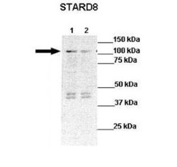 STARD8 Antibody, Novus Biologicals 100&mu;L; Unlabeled:Antibodies, Polyclonal