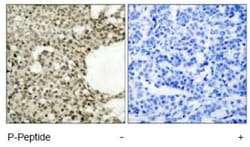 STAT1, p Ser727 Antibody, Novus Biologicals 0.025 mL; Unconjugated:Antibodies,
