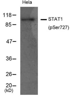 STAT1, p Ser727 Antibody, Novus Biologicals 0.025 mL; Unconjugated:Antibodies,