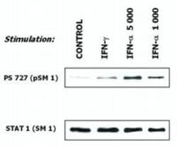 STAT1 Antibody (SM1) - BSA Free, Novus Biologicals 0.1mg; Unlabeled:Antibodies,
