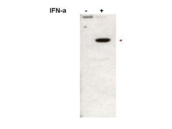 STAT2, p Tyr690 Antibody, Novus Biologicals 0.1mg; Unlabeled:Antibodies,