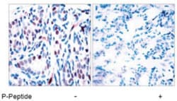 STAT3, p Tyr705 Antibody, Novus Biologicals:Antibodies:Primary Antibodies
