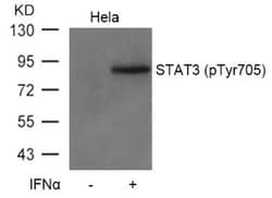 STAT3, p Tyr705 Antibody, Novus Biologicals:Antibodies:Primary Antibodies