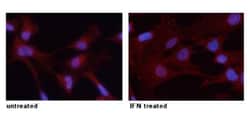 STAT3, p Tyr705 Antibody, Novus Biologicals:Antibodies:Primary Antibodies