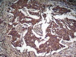 STAT3, p Tyr705 Antibody, Novus Biologicals:Antibodies:Primary Antibodies