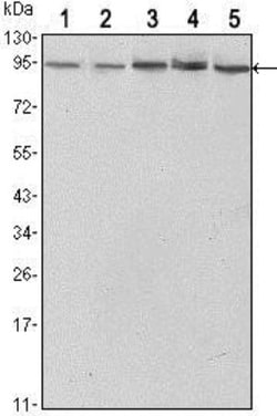 STAT3 Antibody (3B5), Novus Biologicals 0.1mL; Unlabeled:Antibodies, Monoclonal