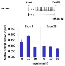 STAT3 Antibody (9D8), Novus Biologicals 0.025 mL, Unconjugated:Antibodies,