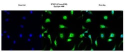 STAT3 Antibody (9D8), Novus Biologicals 0.025 mL, Unconjugated:Antibodies,