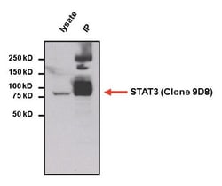 STAT3 Antibody (9D8), Novus Biologicals 0.025 mL, Unconjugated:Antibodies,