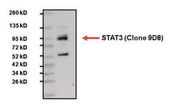 STAT3 Antibody (9D8), Novus Biologicals:Antibodies:Primary Antibodies