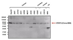 STAT3 Antibody (9D8), Novus Biologicals 0.025 mL, Unconjugated:Antibodies,