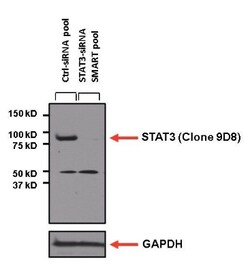 STAT3 Antibody (9D8), Novus Biologicals 0.025 mL, Unconjugated:Antibodies,
