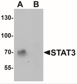 STAT3 Antibody - BSA Free, Novus Biologicals 0.025 mg, Unlabeled:Antibodies,