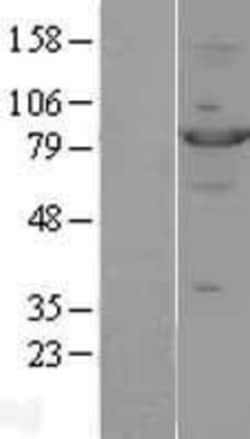 Novus Biologicals&trade;&nbsp;STAT4 Overexpression Lysate
