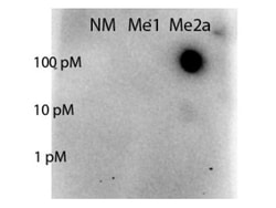 STAT5A, Asym-dimethyl Arg31 Antibody, Novus Biologicals 100ug:Antibodies,