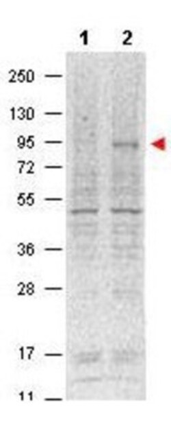 STAT5A, p Tyr694 Antibody (5F6.F1), Novus Biologicals 0.1mg; Unlabeled:Antibodies,