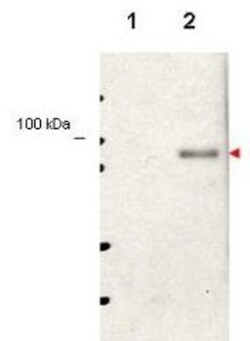 STAT5A, p Tyr694 Antibody, Novus Biologicals 0.1mg; Unlabeled:Antibodies,