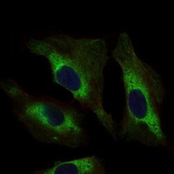 STAT5A Antibody (6D4) - BSA Free, Novus Biologicals 0.1mL; Unlabeled:Antibodies,