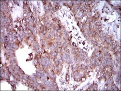 STAT5A Antibody (6D4) - BSA Free, Novus Biologicals 0.1mL; Unlabeled:Antibodies,