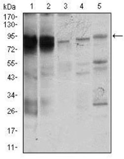 STAT5A Antibody (6D4) - BSA Free, Novus Biologicals 0.1mL; Unlabeled:Antibodies,