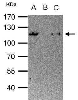 STAT6 Antibody, Novus Biologicals 0.1mL; Unlabeled:Antibodies, Polyclonal