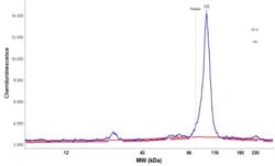 STAT6 Antibody, Novus Biologicals 0.1mL; Unlabeled:Antibodies, Polyclonal