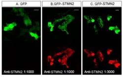Stathmin-2/STMN2 Antibody, Novus Biologicals 0.05mL; Unlabeled:Antibodies,
