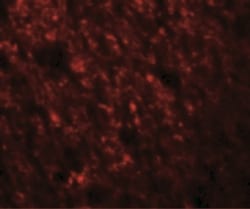 Staufen Antibody - BSA Free, Novus Biologicals 0.1mg; Unlabeled:Antibodies,