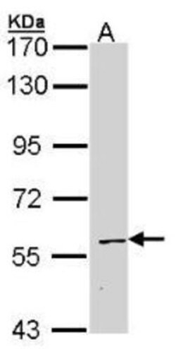 Staufen Antibody, Novus Biologicals 0.1mL; Unlabeled:Antibodies, Polyclonal