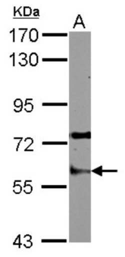 Staufen Antibody, Novus Biologicals 0.1mL; Unlabeled:Antibodies, Polyclonal