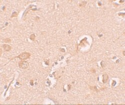 Staufen Antibody - BSA Free, Novus Biologicals 0.1mg; Unlabeled:Antibodies,
