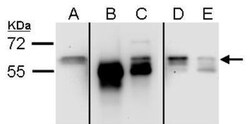 Staufen Antibody, Novus Biologicals 0.1mL; Unlabeled:Antibodies, Polyclonal