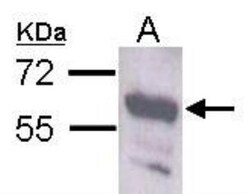 Staufen Antibody, Novus Biologicals 0.1mL; Unlabeled:Antibodies, Polyclonal