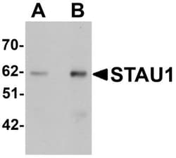 Staufen Antibody - BSA Free, Novus Biologicals 0.1mg; Unlabeled:Antibodies,