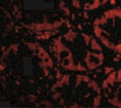 STEAP2 Antibody - BSA Free, Novus Biologicals 0.025 mg, Unconjugated:Antibodies,