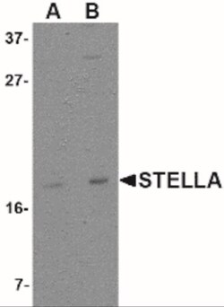 Stella/Dppa3 Antibody - BSA Free, Novus Biologicals:Antibodies:Primary