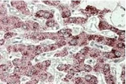 Sterol carrier protein 2 Antibody, Novus Biologicals 0.1mg; Unlabeled:Antibodies,