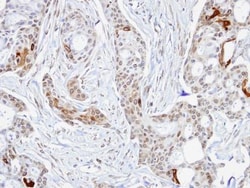 STI1 Antibody, Novus Biologicals 0.1mg; Unlabeled:Antibodies, Polyclonal