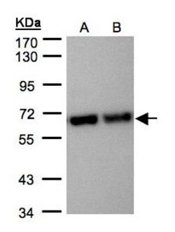 STI1 Antibody, Novus Biologicals 0.1mg; Unlabeled:Antibodies, Polyclonal