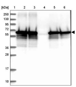STI1 Antibody, Novus Biologicals:Antibodies:Primary Antibodies