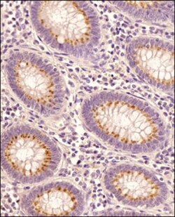 STING/TMEM173 Antibody - BSA Free, Novus Biologicals:Antibodies:Primary