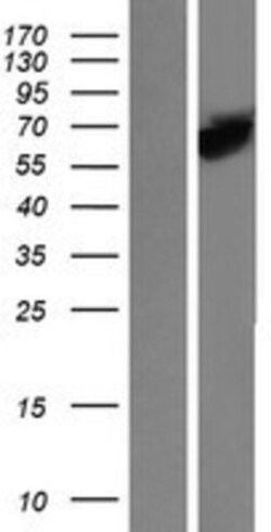 Novus Biologicals&trade;&nbsp;STI1 Overexpression Lysate
