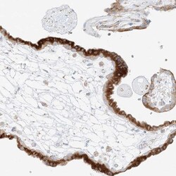 STK11IP Antibody, Novus Biologicals:Antibodies:Primary Antibodies